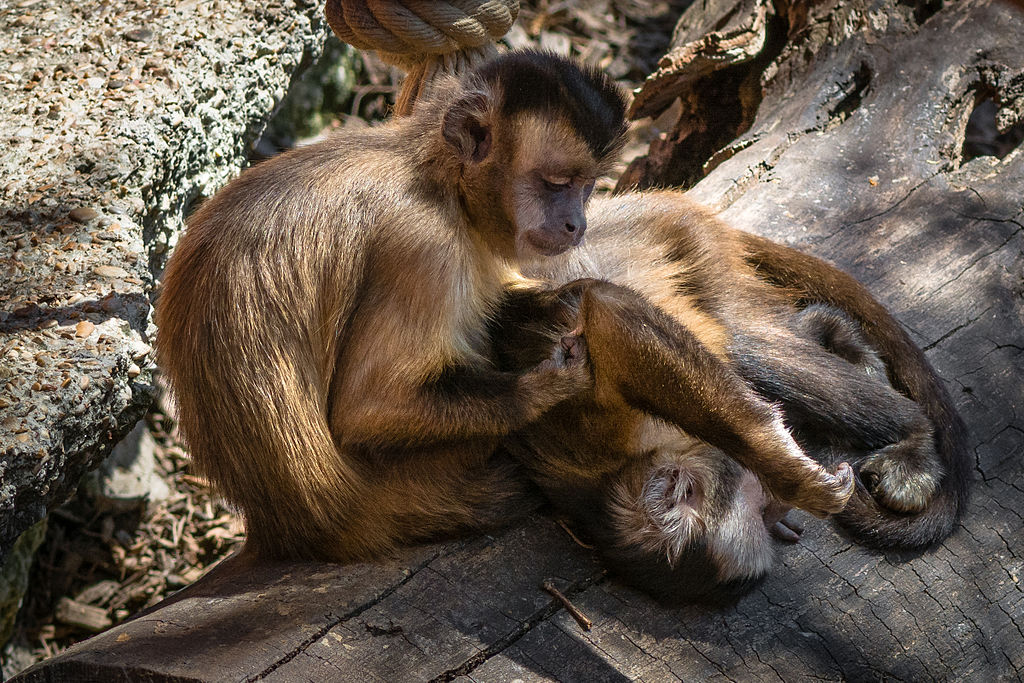social-grooming-apes